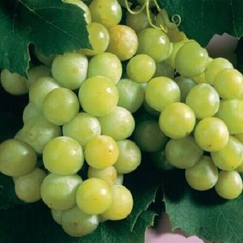 Niagara White Grape 20 Seeds Fresh Garden