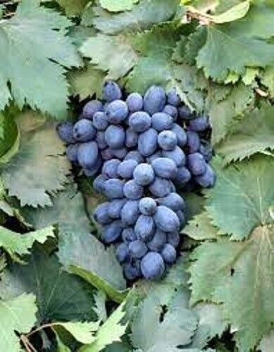 Autumn Royal Grape 20 Seeds Fresh Garden