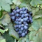Autumn Royal Grape 20 Seeds Fresh Garden