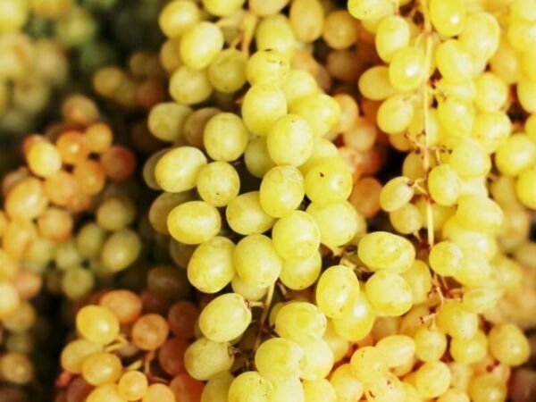 Moon Balls Grape 20 Seeds Fresh Garden