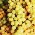 Moon Balls Grape 20 Seeds Fresh Garden