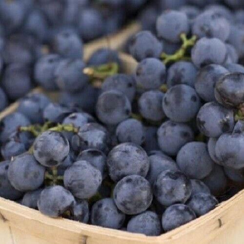 Concord Grape 20 Seeds Fresh Garden