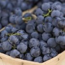 Concord Grape 20 Seeds Fresh Garden