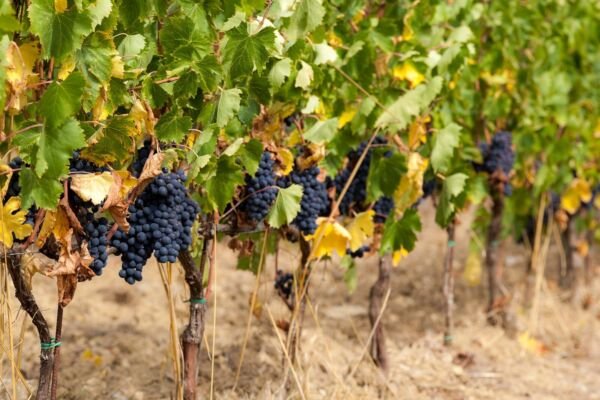 Zinfandel Grape 20 Seeds Fresh Garden