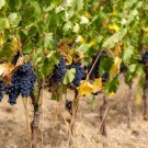 Zinfandel Grape 20 Seeds Fresh Garden