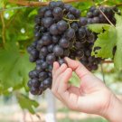 Shiraz Grape 20 Seeds Fresh Garden