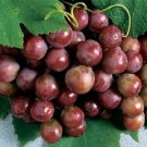 Catawba Grape 20 Seeds Fresh Garden