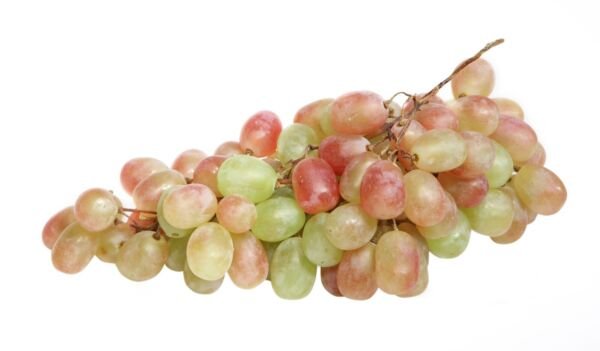 Pinot Blanc Grape 20 Seeds Fresh Garden
