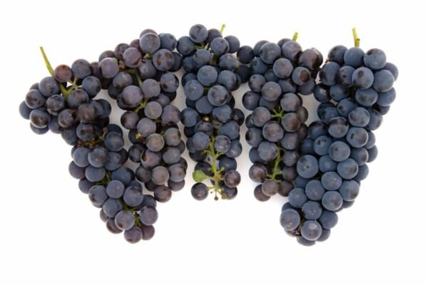 Cabernet Sauvignon Grape 20 Seeds Fresh Garden