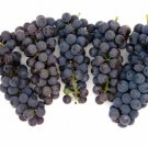 Cabernet Sauvignon Grape 20 Seeds Fresh Garden