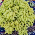 Lady Finger Grape 20 Seeds Fresh Garden