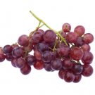 Champagne Grape 20 Seeds Fresh Garden