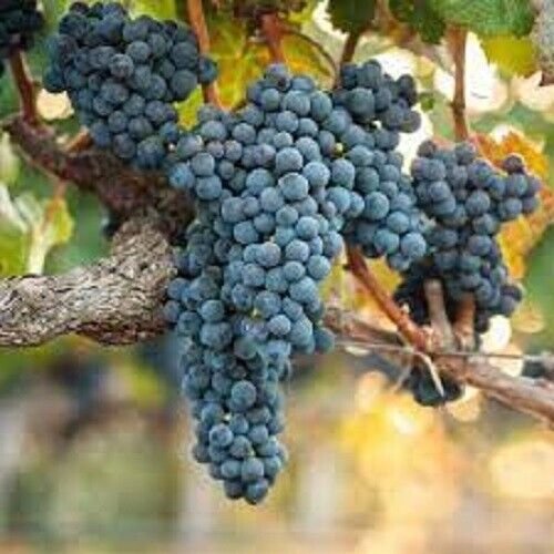 Valient Grape 20 Seeds Fresh Garden