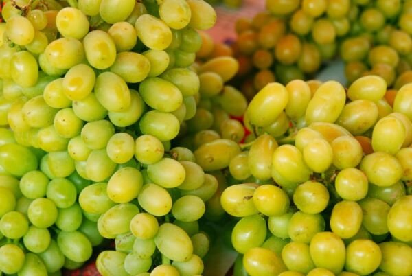 Riesling Grape 20 Seeds Fresh Garden