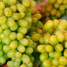 Riesling Grape 20 Seeds Fresh Garden