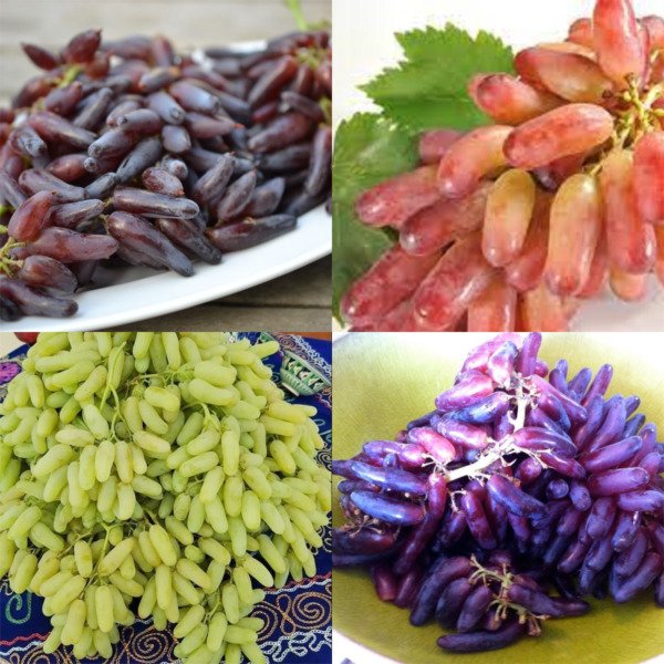 Finger Grape Mix 20 Seeds Fresh Garden