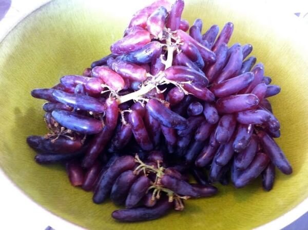 Moon Drops Grape 20 Seeds Fresh Garden