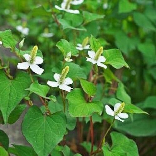 " "Fish Mint " " Asian Herb Bare Root 10 Plants Fresh Garden