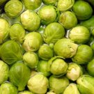 Gust Brussels Sprouts 100 Seeds Fresh Garden