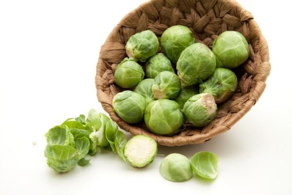 Catskill Brussels Sprouts 100 Seeds Fresh Garden