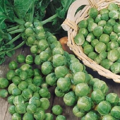 Churchill Brussels Sprouts 100 Seeds Fresh Garden