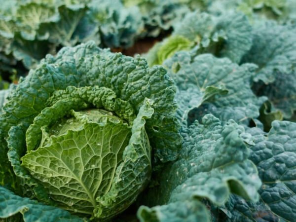 Winter King Savoy Cabbage 200 Seeds Fresh Garden
