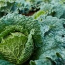Winter King Savoy Cabbage 200 Seeds Fresh Garden