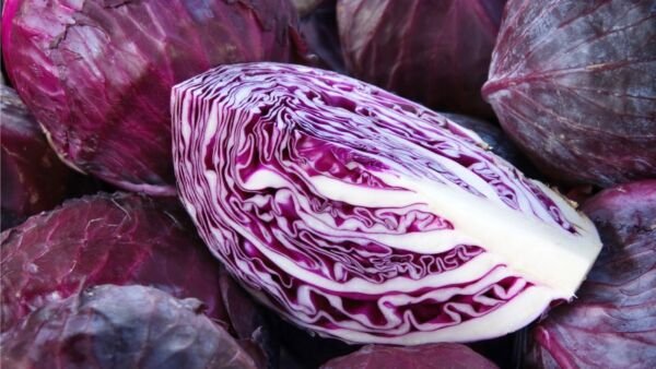 Mammoth Red Rock Cabbage 200 Seeds Fresh Garden