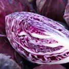 Mammoth Red Rock Cabbage 200 Seeds Fresh Garden