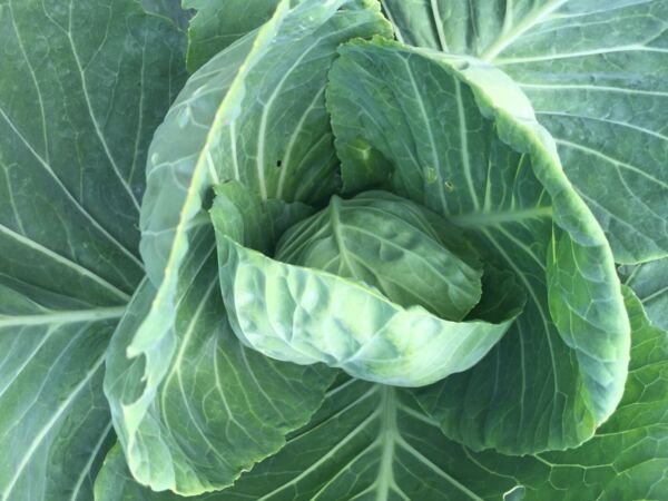Brunswick Cabbage 200 Seeds Fresh Garden