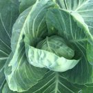 Brunswick Cabbage 200 Seeds Fresh Garden