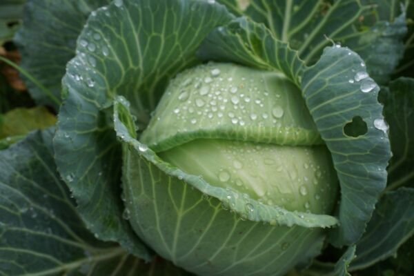 Charleston Wakefield Cabbage 200 Seeds Fresh Garden