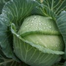 Charleston Wakefield Cabbage 200 Seeds Fresh Garden