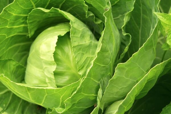 Late Flat Dutch Cabbage 200 Seeds Fresh Garden