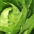 Late Flat Dutch Cabbage 200 Seeds Fresh Garden