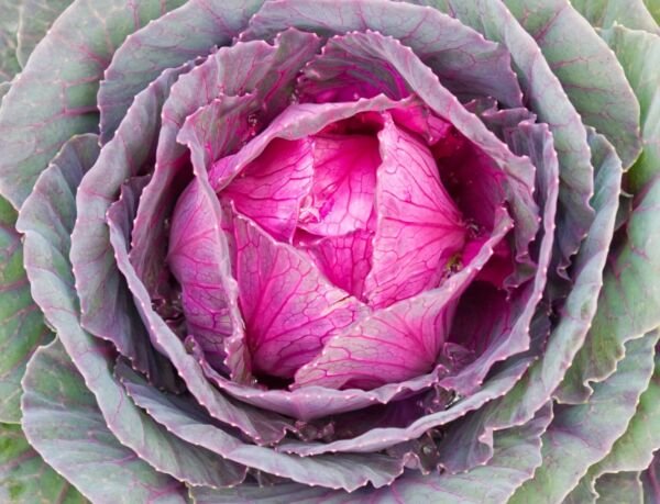 Red Acre Cabbage 200 Seeds Fresh Garden