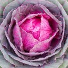Red Acre Cabbage 200 Seeds Fresh Garden