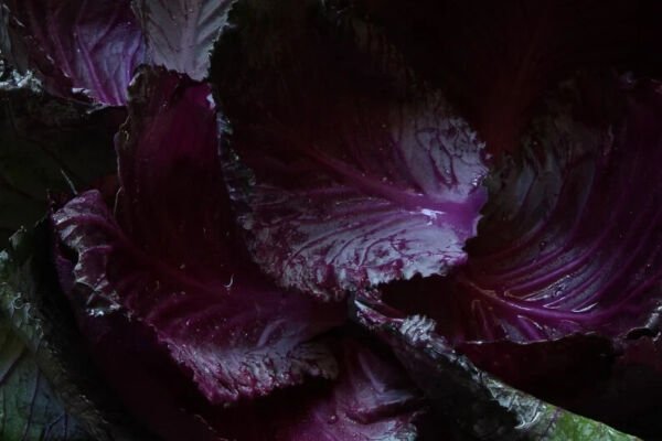 January King Cabbage 50 Seeds Fresh Garden