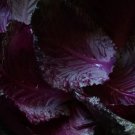 January King Cabbage 50 Seeds Fresh Garden