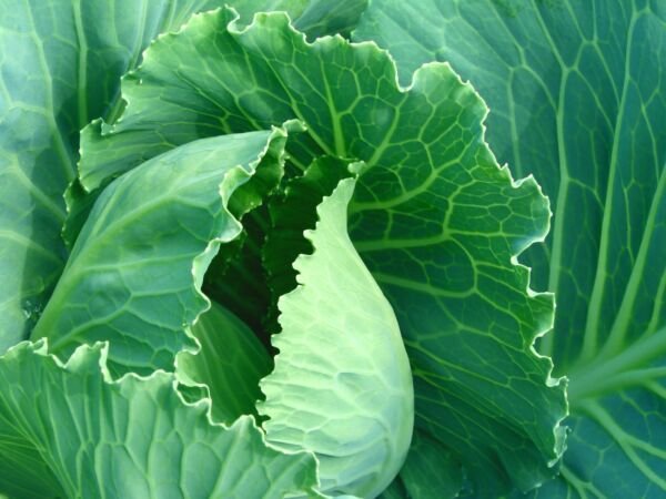 Stonehead Cabbage 200 Seeds Fresh Garden
