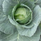 All Seasons Cabbage 200 Seeds Fresh Garden