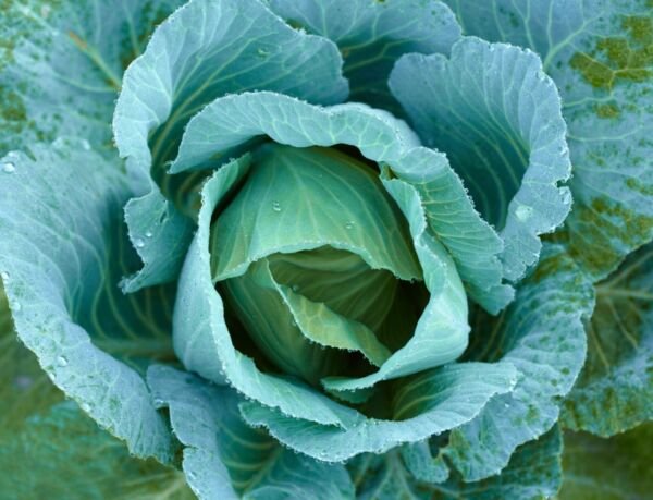 Blue Lagoon Cabbage 200 Seeds Fresh Garden