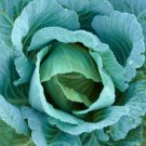 Blue Lagoon Cabbage 200 Seeds Fresh Garden