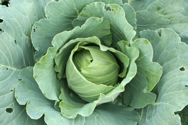 Green Express Cabbage 200 Seeds Fresh Garden