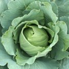 Green Express Cabbage 200 Seeds Fresh Garden