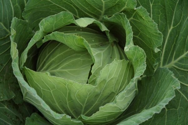 Blue Vantage Cabbage 200 Seeds Fresh Garden