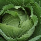 Blue Vantage Cabbage 200 Seeds Fresh Garden