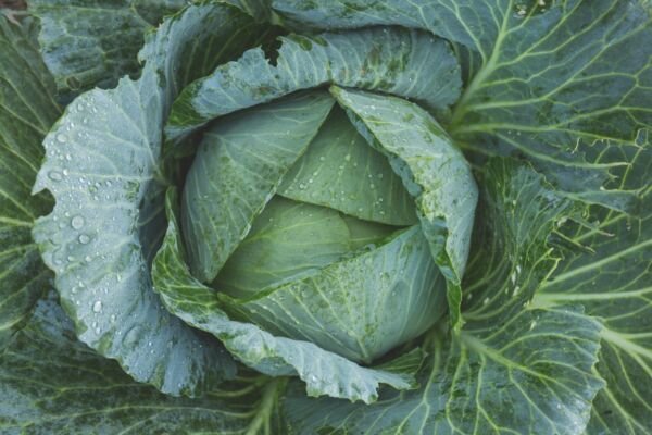 Golden Acre Cabbage 200 Seeds Fresh Garden