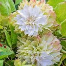 Clematis Midori Clematis 20 Seeds Fresh Garden