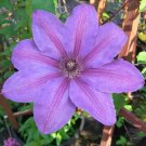 Horn Of Plenty Clematis 20 Seeds Fresh Garden